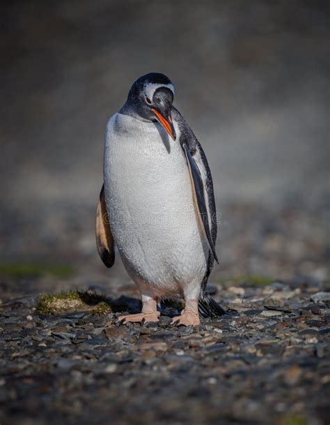 Gentoo Penguin Expressing Mating Call Stock Photo - Image of water ...