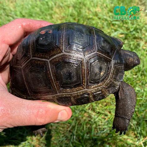 Giant Aldabra Tortoise For Sale Online Baby Aldabra For Sale Prices