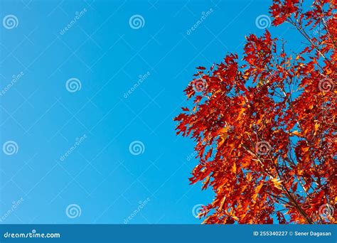 Red Maple Leaves On The Branch Isolated On Blue Sky Background With