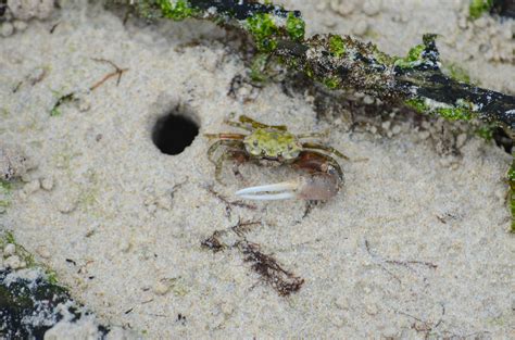 Fiddler Crab Guide Pacific Coast Of The Americas Naturalista Colombia