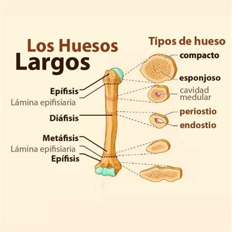 Cual Es El Hueso Mas Largo Del Cuerpo Humano Por Que Como Y Donde Images