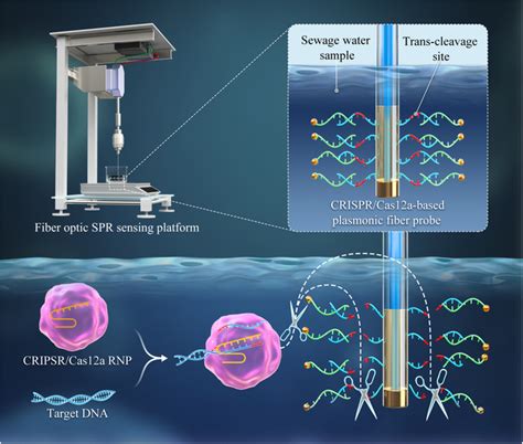 Fiber Optic Spr Poct A Novel Nucleic Acid Detection Biosensor For