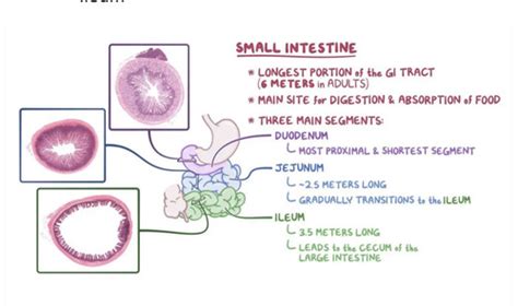 Histology of the Gut Flashcards | Quizlet