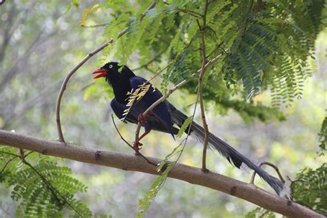 4+ Free Taiwan Blue Magpie & Blue Magpie Photos - Pixabay