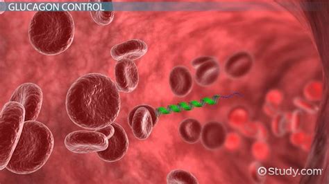 Glucagon | Definition, Function & Side Effects - Lesson | Study.com