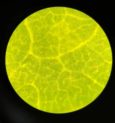 Green Stoma Plants Cell Find Microscope Stock Photo By Toeytoey