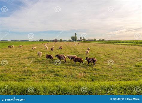 Rebanho De Ovinos Num Prado Numa Noite De Ver O Foto De Stock Imagem