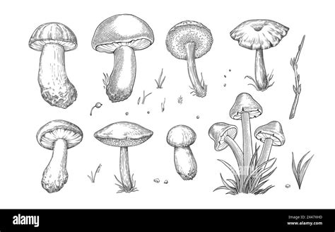 Sketch Mushrooms Hand Drawn Various Edible Mushroom Morel Truffle