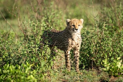 Premium Photo Cheetah Cub Stands Between Bushes Looking Right