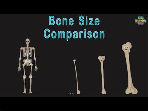 The Bones Size Comparison Is Shown In This Image And There Are Three