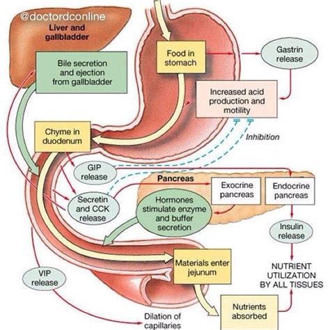 Physiology Of GiT Physiology Git Anatomy Mbbs Premed Premedlife