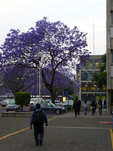 P Uam Xochimilco Jacaranda Benny G Flickr