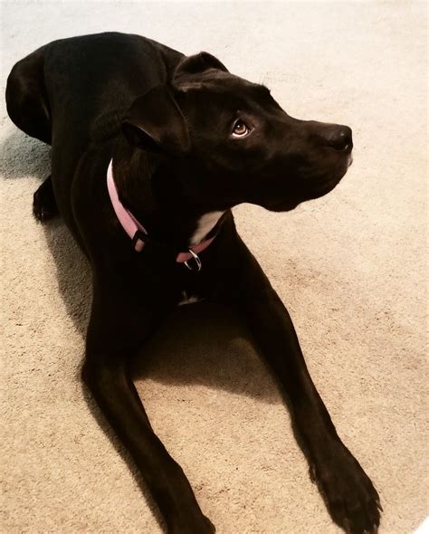 Pitador/labrabull Staffordshire black lab mix | Black lab mix, Pitbull ...