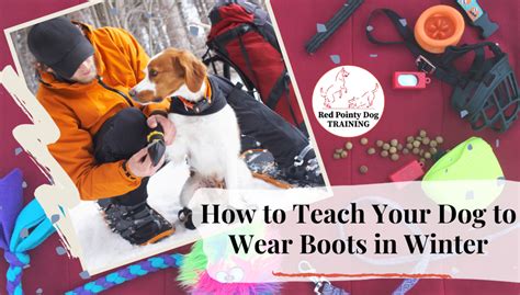 How to Teach Your Dog to Wear Winter Boots