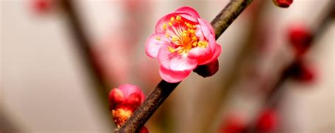 红梅花期，一年开花几次 花百科