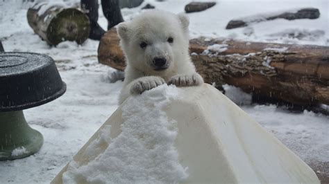 Melt Your Heart New Polar Bear Cub Video Is Simply Adorable