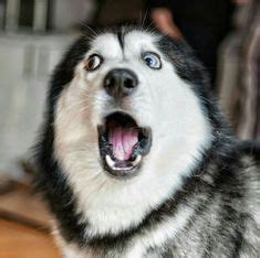 100 Husky & dog faces ideas | funny dogs, funny animals, cute dogs