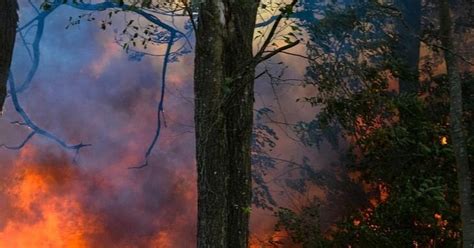 Explosionsartiger Brand Hecke In Bielefeld Geht Pl Tzlich In Flammen