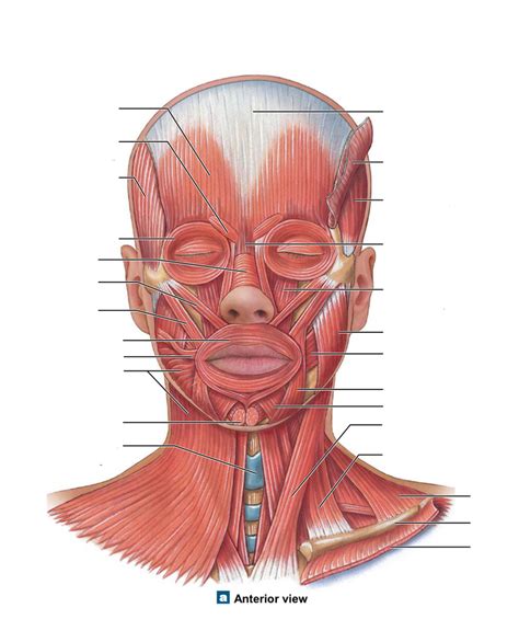 face (front view) Diagram | Quizlet