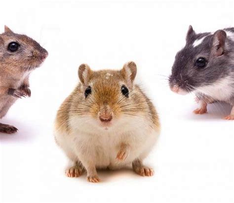 Gerbils Archives - Squeaks and Nibbles