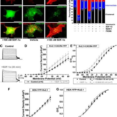 CXCR4 is required for SDF 1 α mediated disruption of Kv2 1 clusters