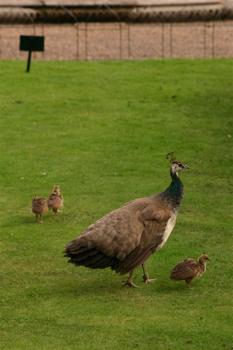 Peahen with baby chicks by FoxStox on DeviantArt