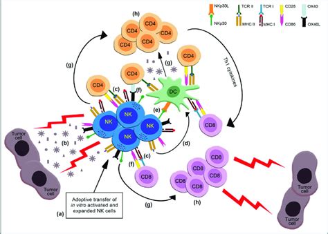 Adoptive Transfer Of Ex Vivo Activated And Expanded Nk Cells Can Act As