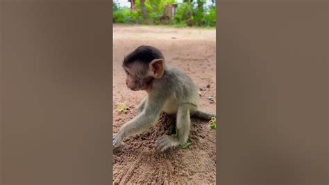 Lovely Baby Monkey So Cute Youtube