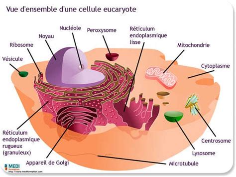 Vue D Ensemble D Une Cellule Eucaryote Med School French Work