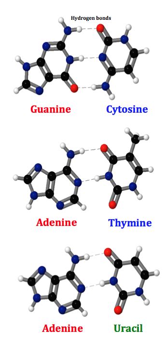 What Is DNA/RNA Base and Sequence Pair