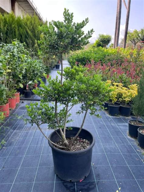 Pianta Di Ilex Crenata Pom Poms A Bonsai H Cm Eur