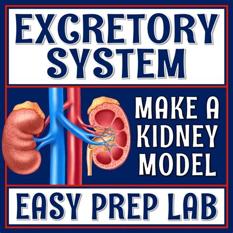 Excretory System Activity Kidney Lab Flying Colors Science