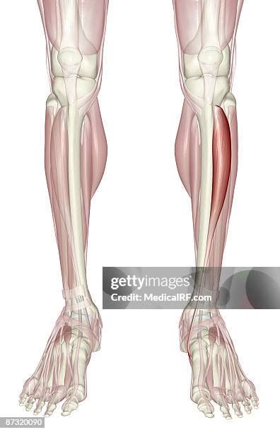 Anterior Muscle Anatomy Photos and Premium High Res Pictures - Getty Images