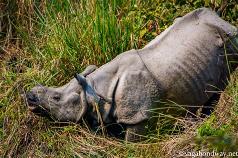 Do Rhinos Live In Nepal Vagabond Way