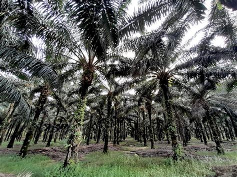 Kisah Komunitas Lanun Penjaga Sungai Purba Di Pulau Belitung