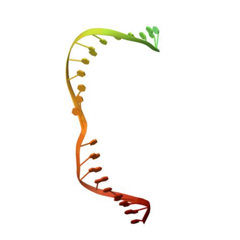 RCSB PDB 8HHM Cryo EM Structure Of The Cas12m2 CrRNA Target DNA