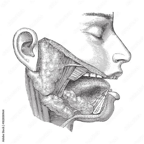 Human head anatomy - nose, mouth and throat / vintage illustration ...