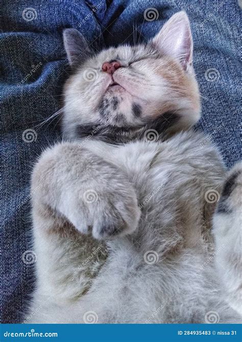 Kitten Sleeping on the Bed in a Supine Position Stock Image - Image of ...