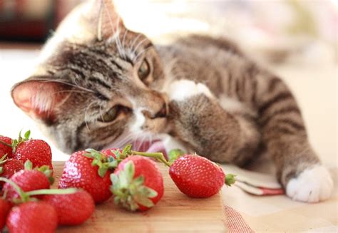 Gato Pode Comer Morango Revista Meu Pet