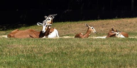 SAHEL: Towards an action plan for the conservation of wildlife | Afrik 21