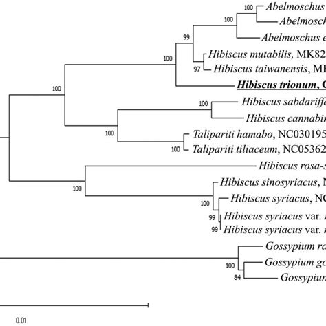 Phylogenetic Tree Showing Taxonomic Relationships Of Hibiscus Trionum