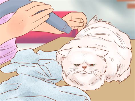 How to Groom a Persian Cat (with Pictures) - wikiHow