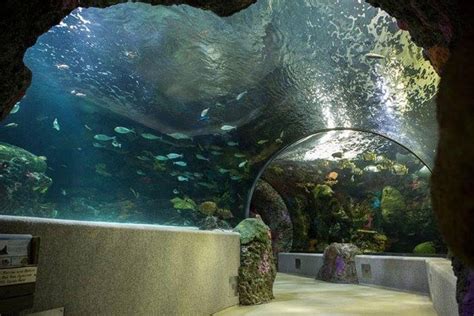 Virginia Aquarium & Marine Science Center | Virginia Beach Visitors Guide