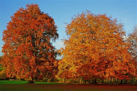 Wat Is De Spirituele Betekenis Van Een Beuk Spirituele Betekenissen