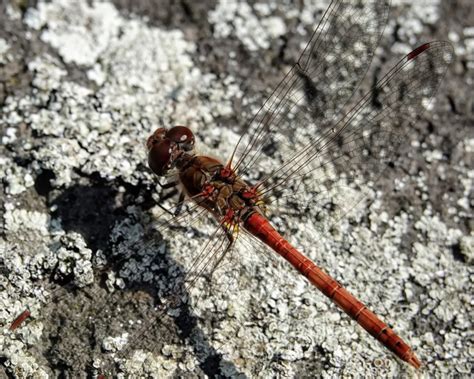 Common darter - Facts, Diet, Habitat & Pictures on Animalia.bio