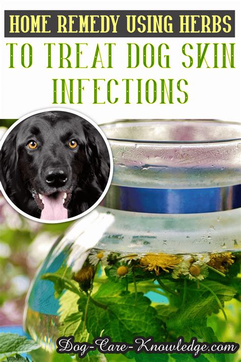 Dog Skin Infection: This Is How To Cure and Treat It