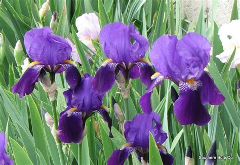 Old Fashioned Purple Bearded Iris