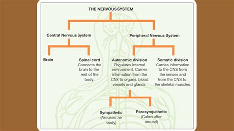 Sympathetic Nervous System Fight Or Flight