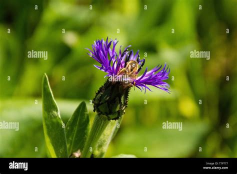 A Centaurea Montana Flower With A Bee Also Known As Perennial