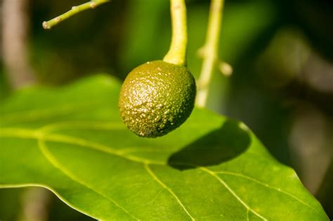 Fotos gratis árbol rama Fruta hoja flor comida verde Produce